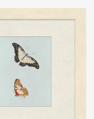 Butterflies Study II