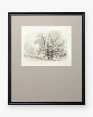 Heathland Oak